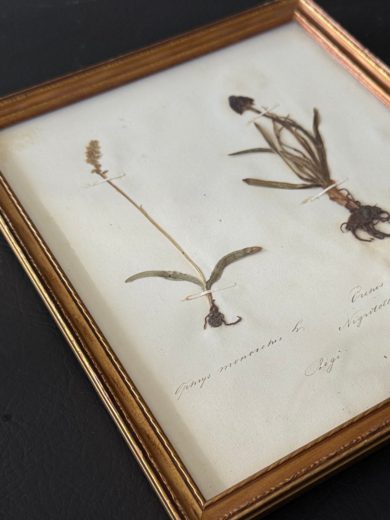 Swiss Pressed Botanicals in Gold Frame
