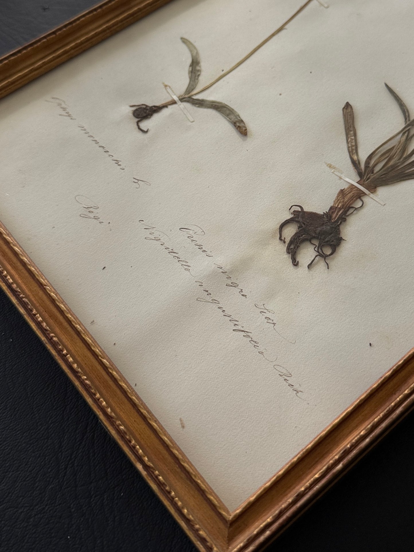 Swiss Pressed Botanicals in Gold Frame