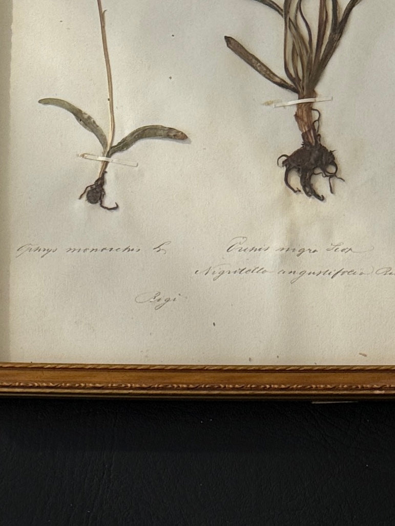 Swiss Pressed Botanicals in Gold Frame