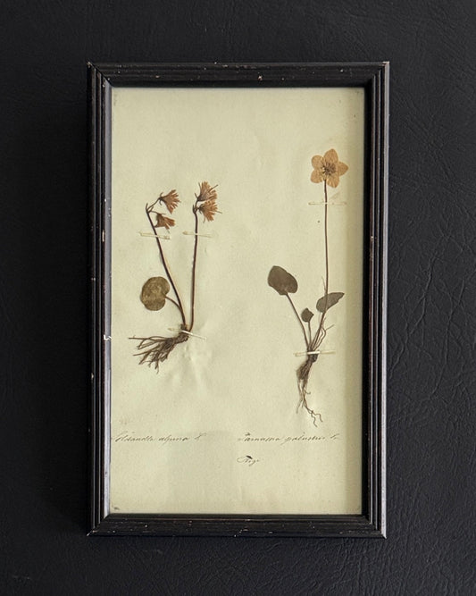Swiss Pressed Botanicals in Black Frame