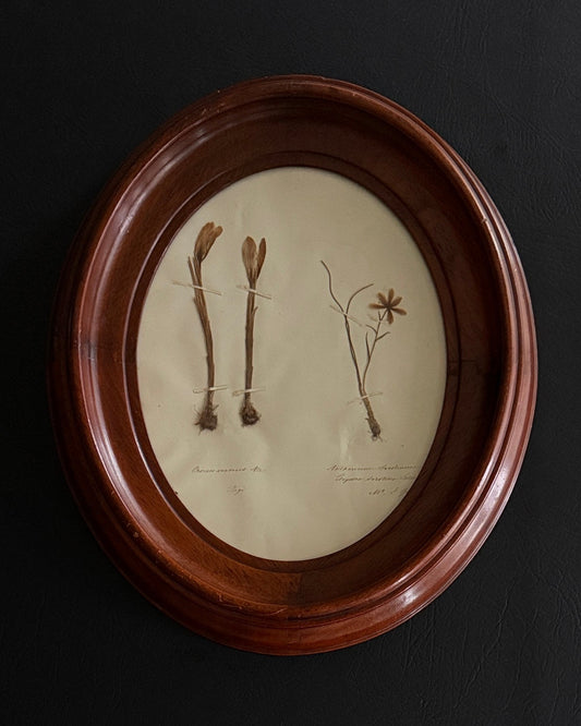 Swiss Pressed Botanicals in Walnut Frame