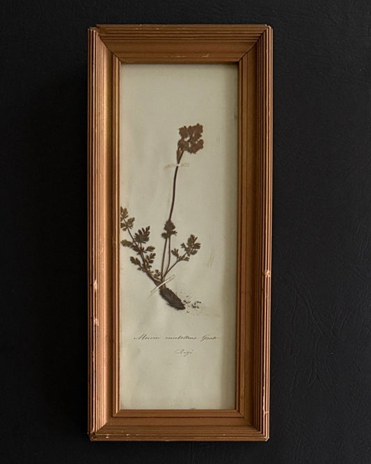 Pressed Meum montanum in Wood Frame