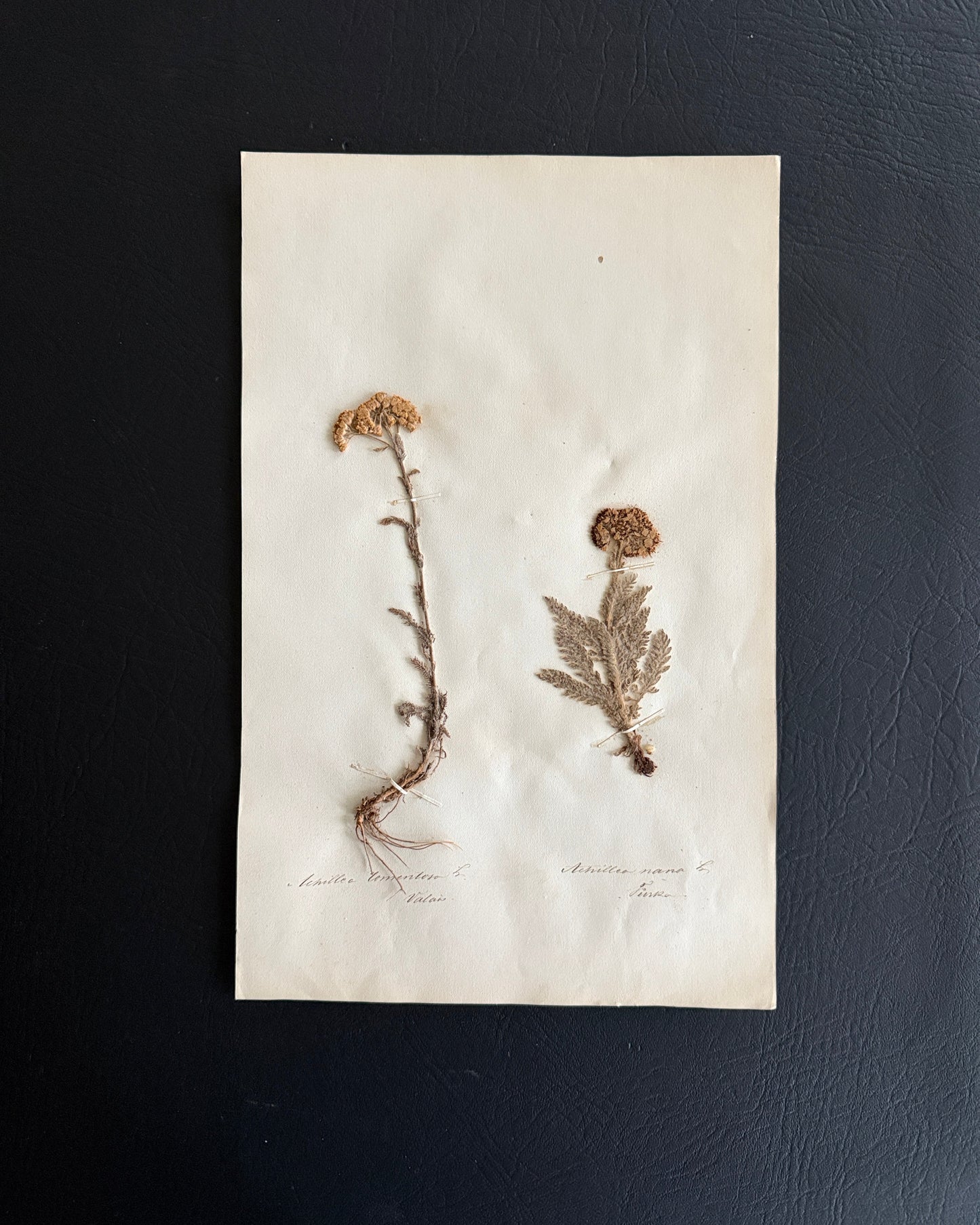 Antique Pressed Botanical Achillea Specimens on Original Herbarium Sheet (D)
