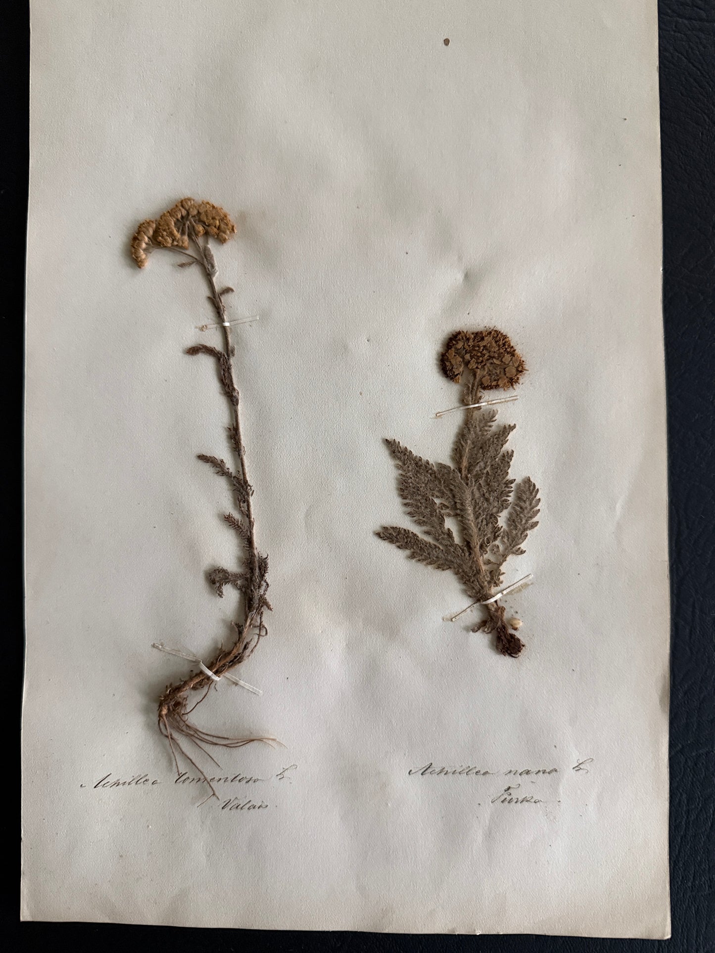 Antique Pressed Botanical Achillea Specimens on Original Herbarium Sheet (D)