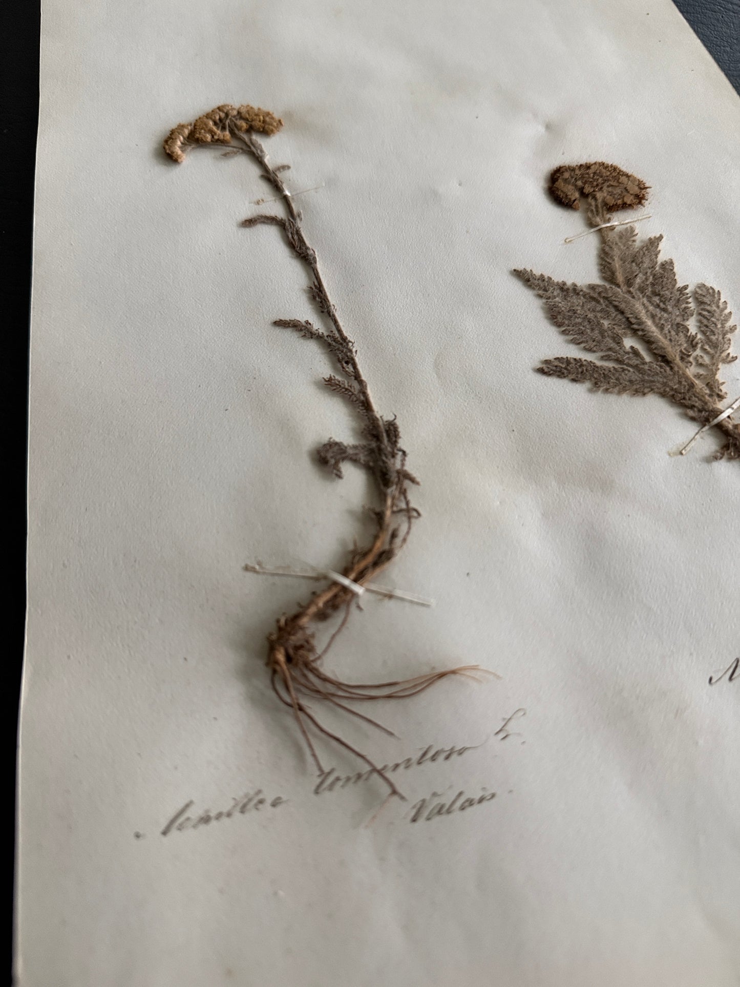Antique Pressed Botanical Achillea Specimens on Original Herbarium Sheet (D)