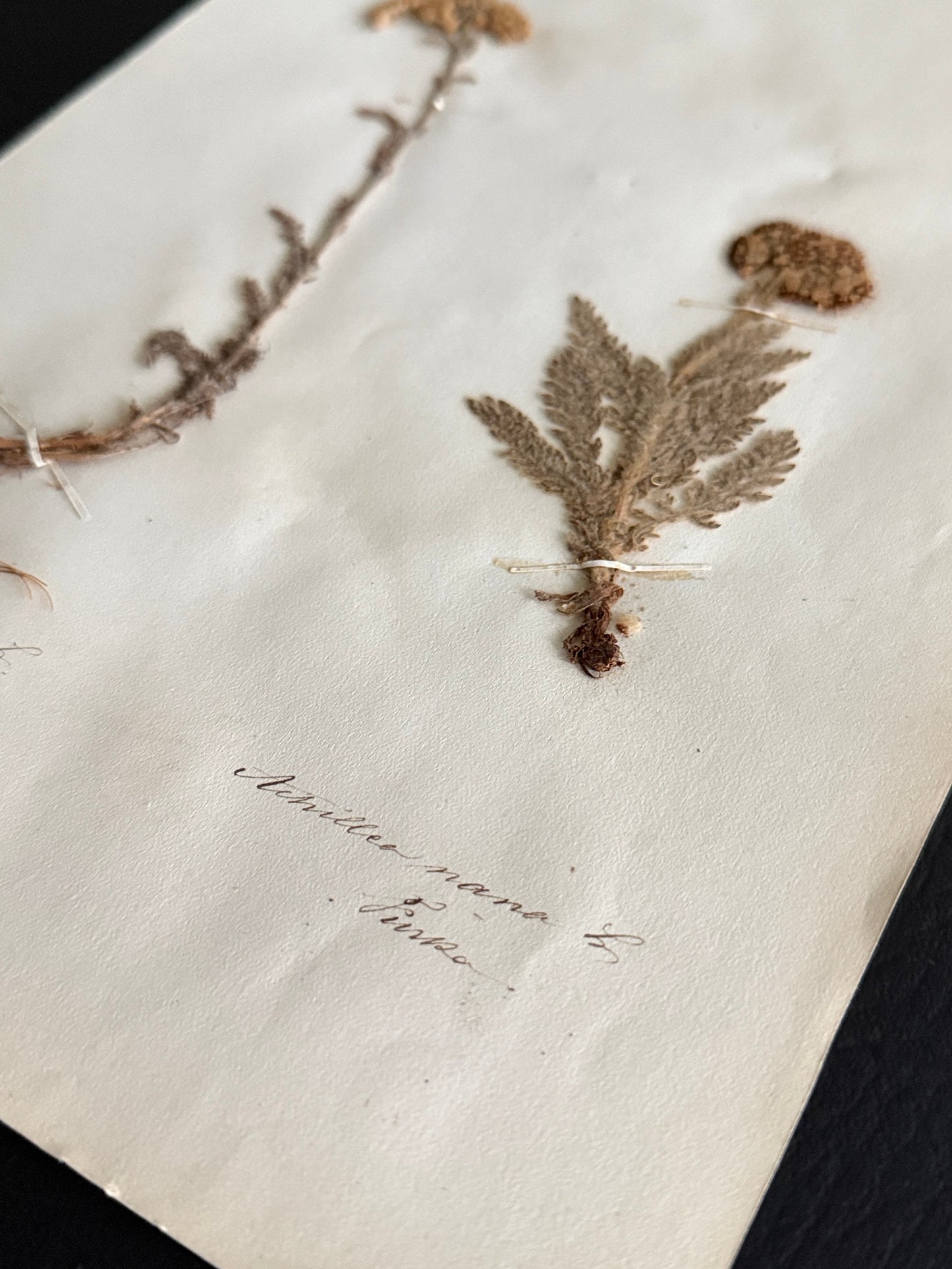 Antique Pressed Botanical Achillea Specimens on Original Herbarium Sheet (D)