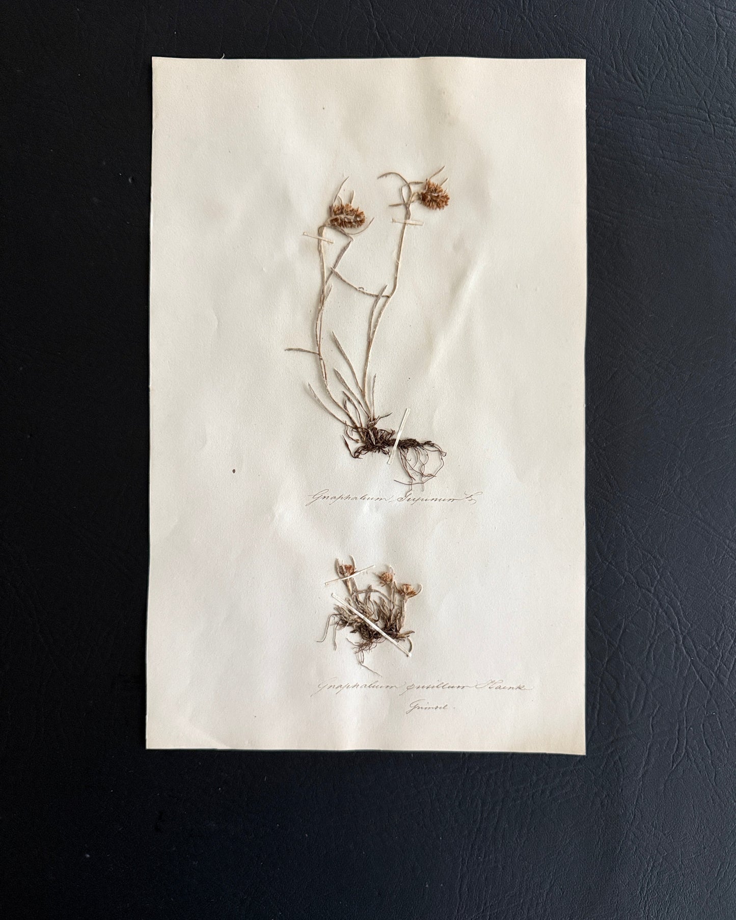 Pressed Botanical Gnaphalium Specimens on Original Herbarium Sheet (C)