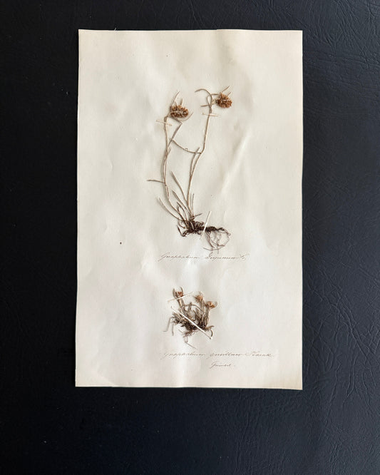Pressed Botanical Gnaphalium Specimens on Original Herbarium Sheet (C)