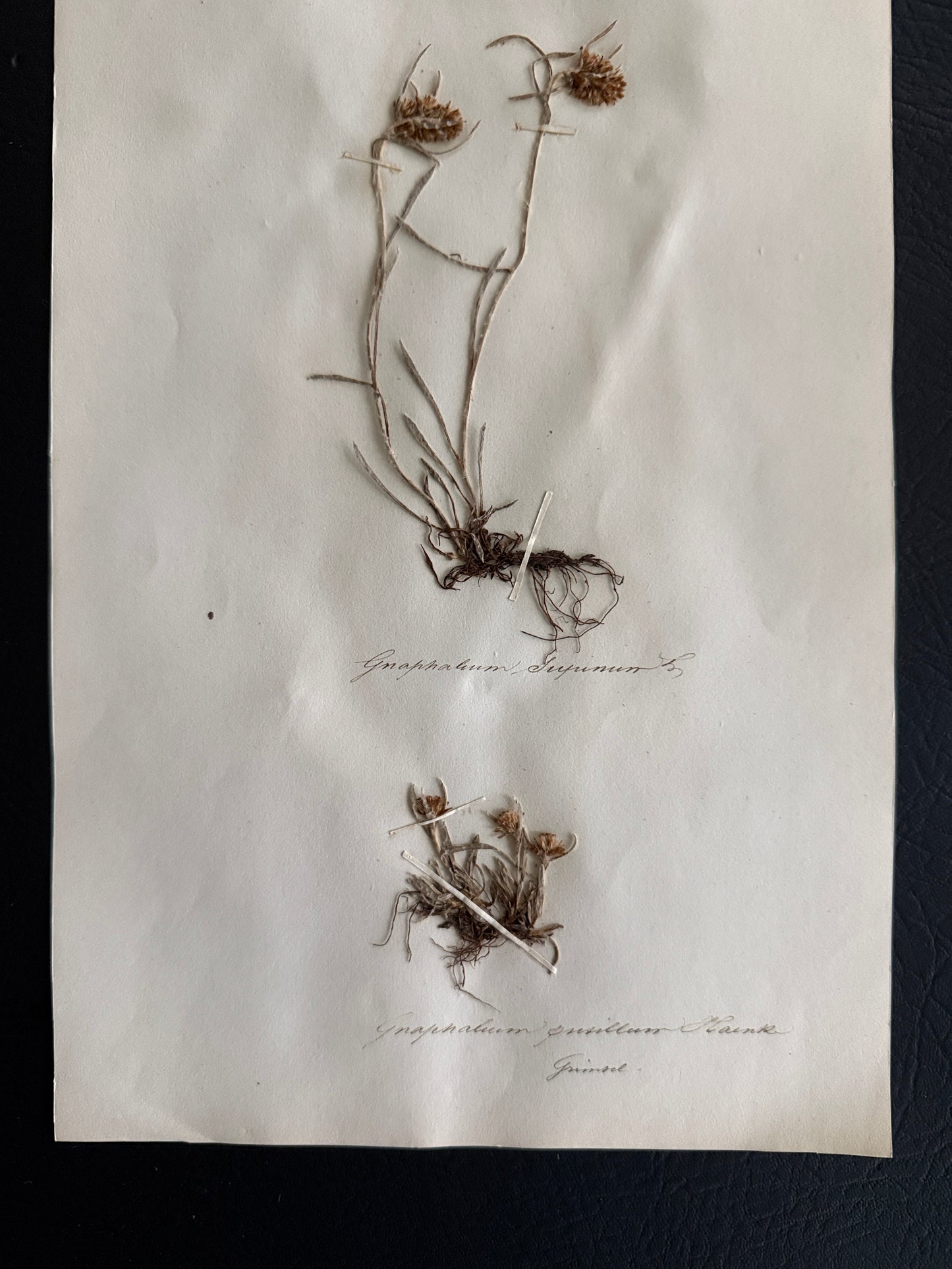 Pressed Botanical Gnaphalium Specimens on Original Herbarium Sheet (C)