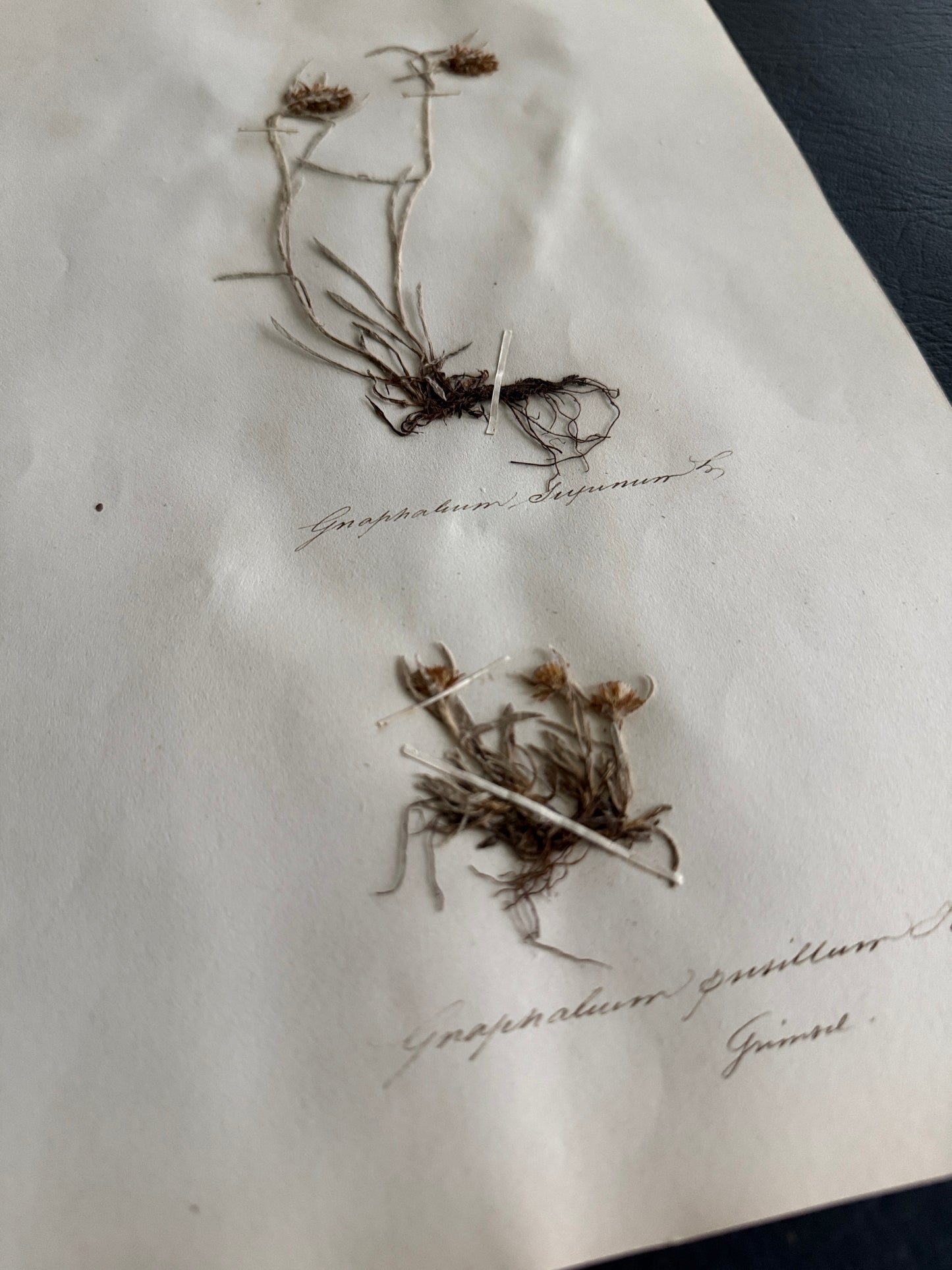 Pressed Botanical Gnaphalium Specimens on Original Herbarium Sheet (C)