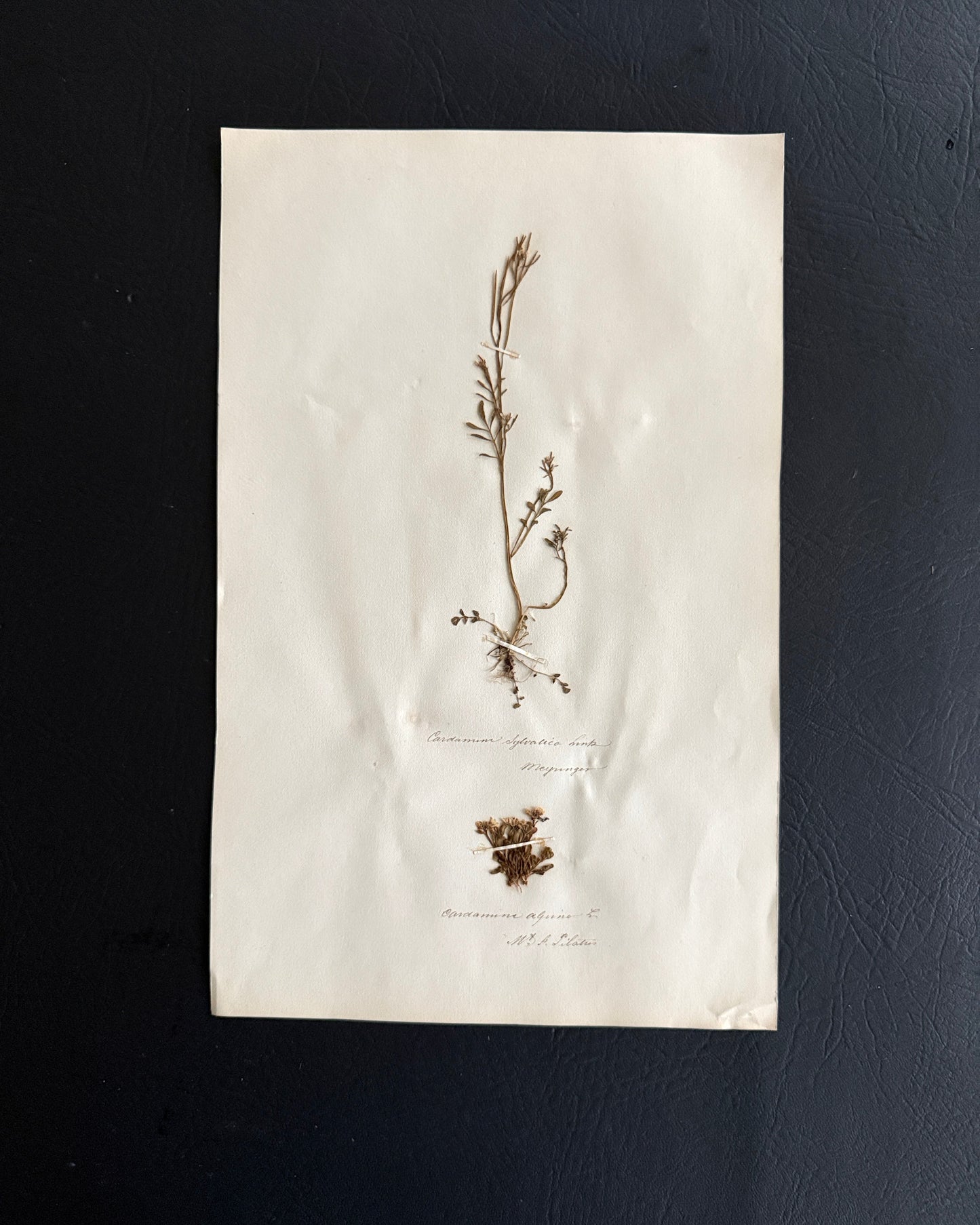 Pressed Botanical Cardamine Specimens on Original Herbarium Sheet (B)