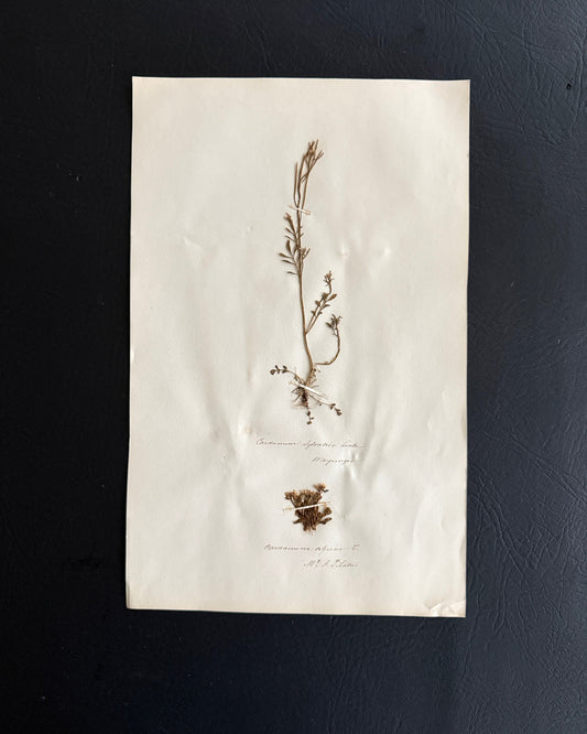 Pressed Botanical Cardamine Specimens on Original Herbarium Sheet (B)
