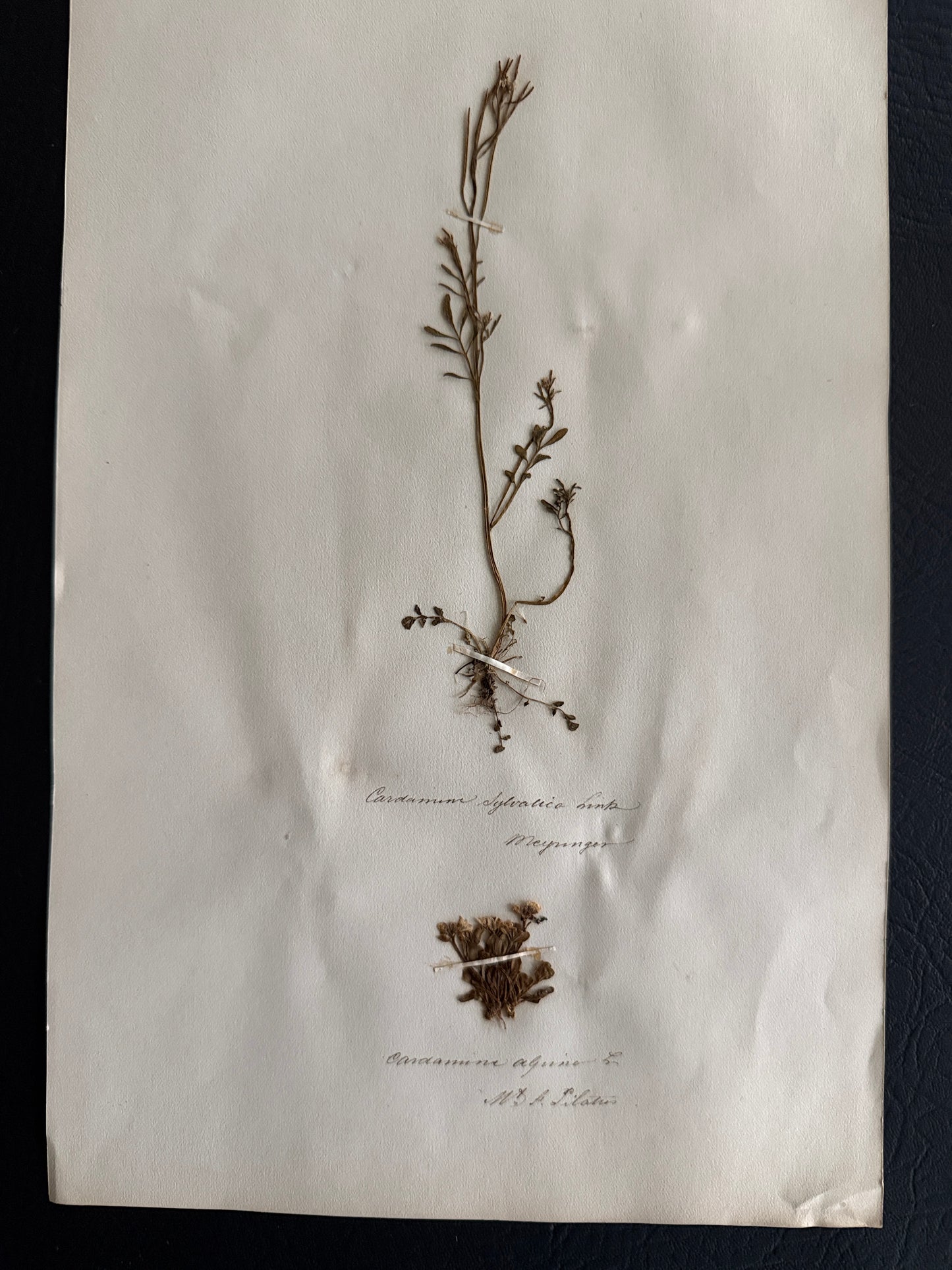Pressed Botanical Cardamine Specimens on Original Herbarium Sheet (B)