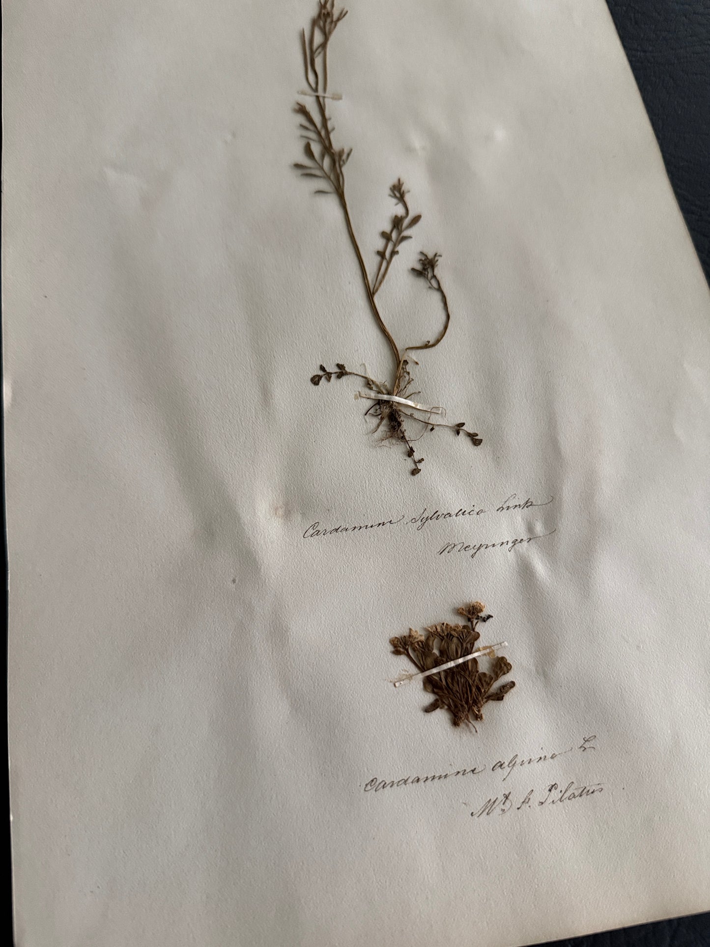 Pressed Botanical Cardamine Specimens on Original Herbarium Sheet (B)