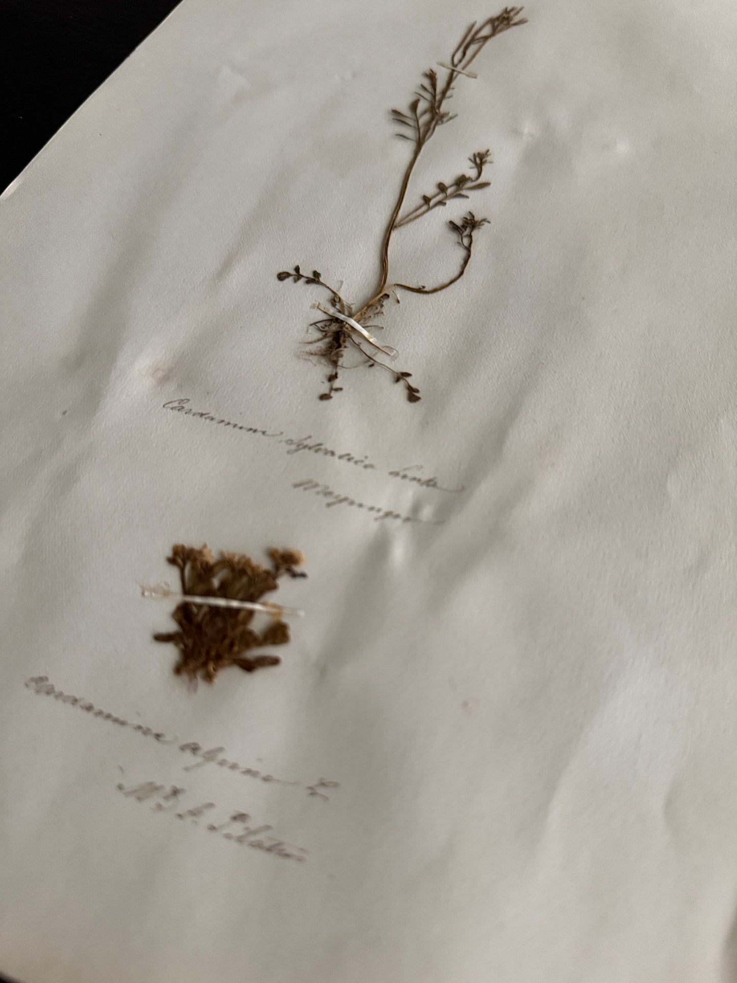 Pressed Botanical Cardamine Specimens on Original Herbarium Sheet (B)
