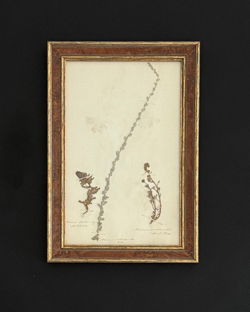 Framed Antique Botanical – Artemisia Specimen (1863)