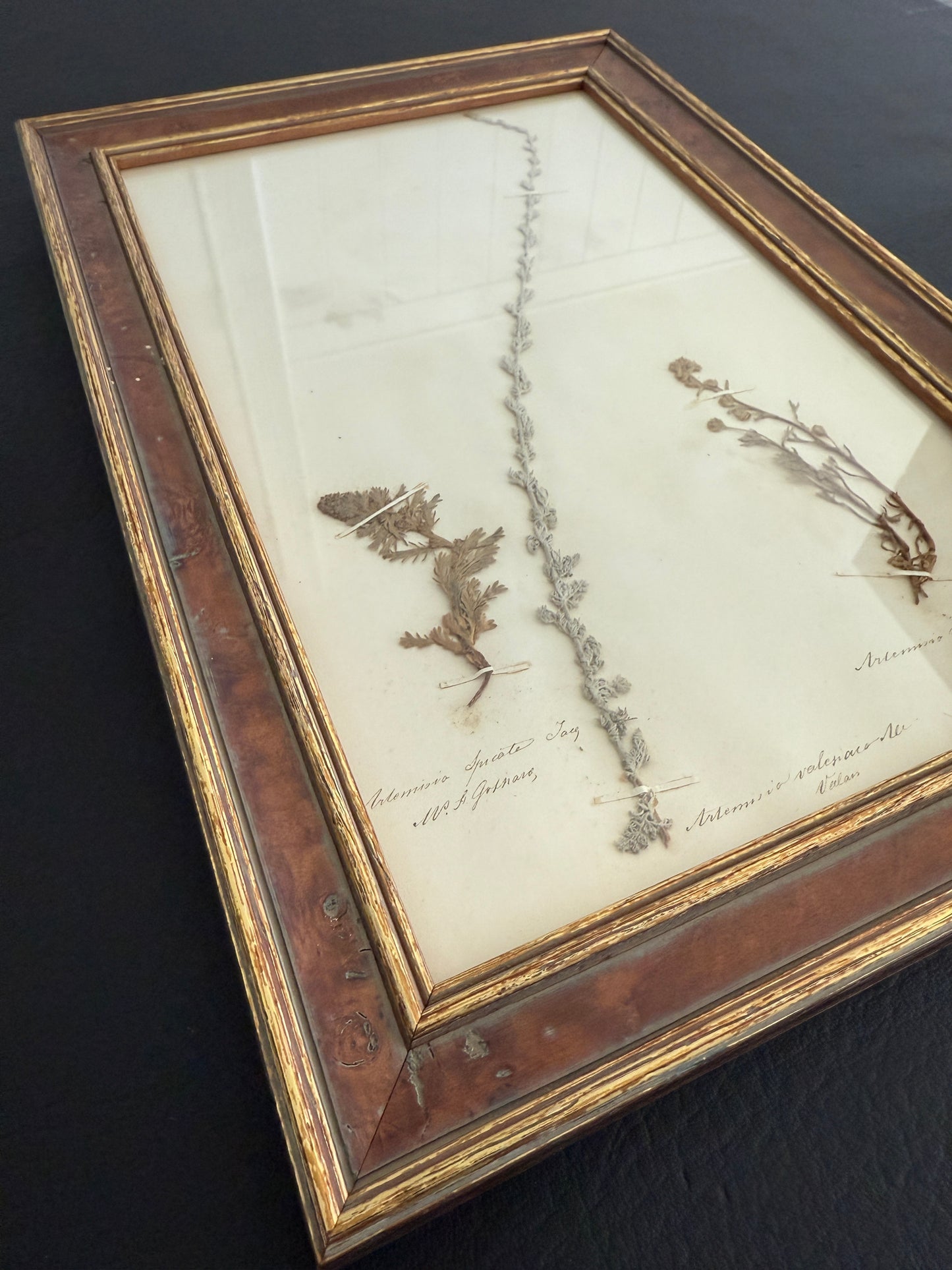 Framed Antique Botanical – Artemisia Specimen (1863)