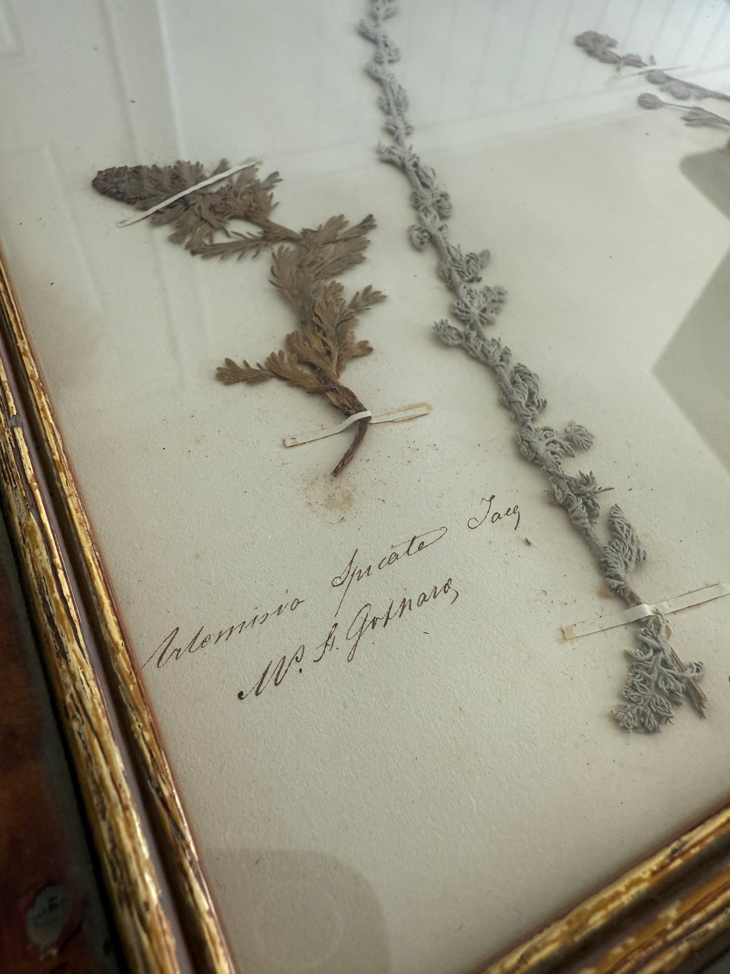 Framed Antique Botanical – Artemisia Specimen (1863)