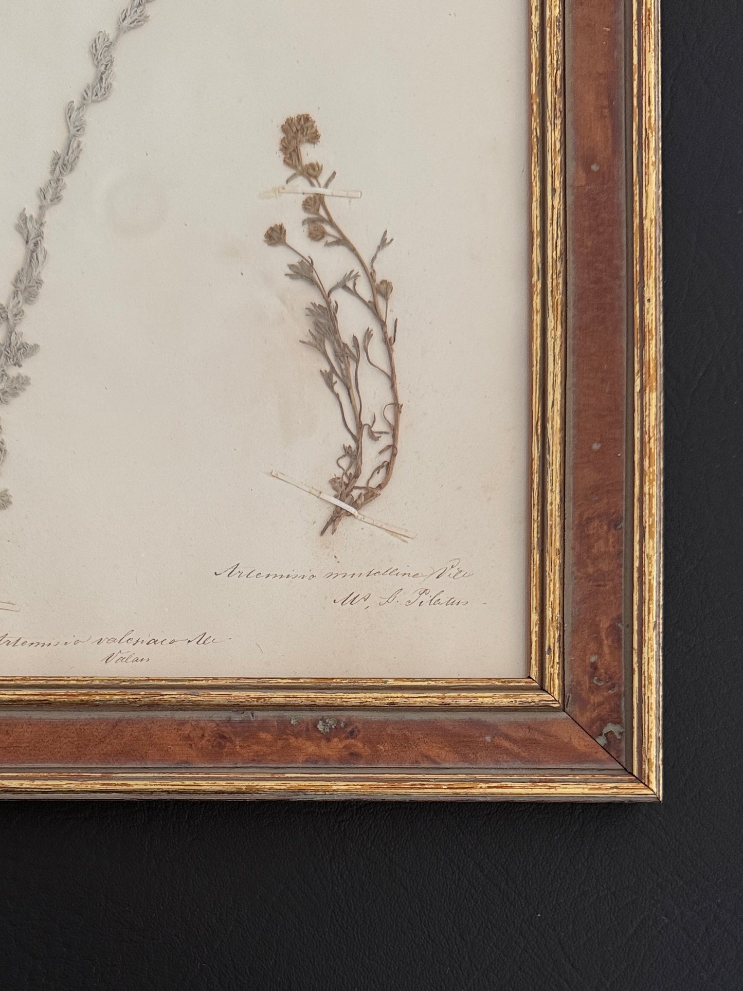 Framed Antique Botanical – Artemisia Specimen (1863)