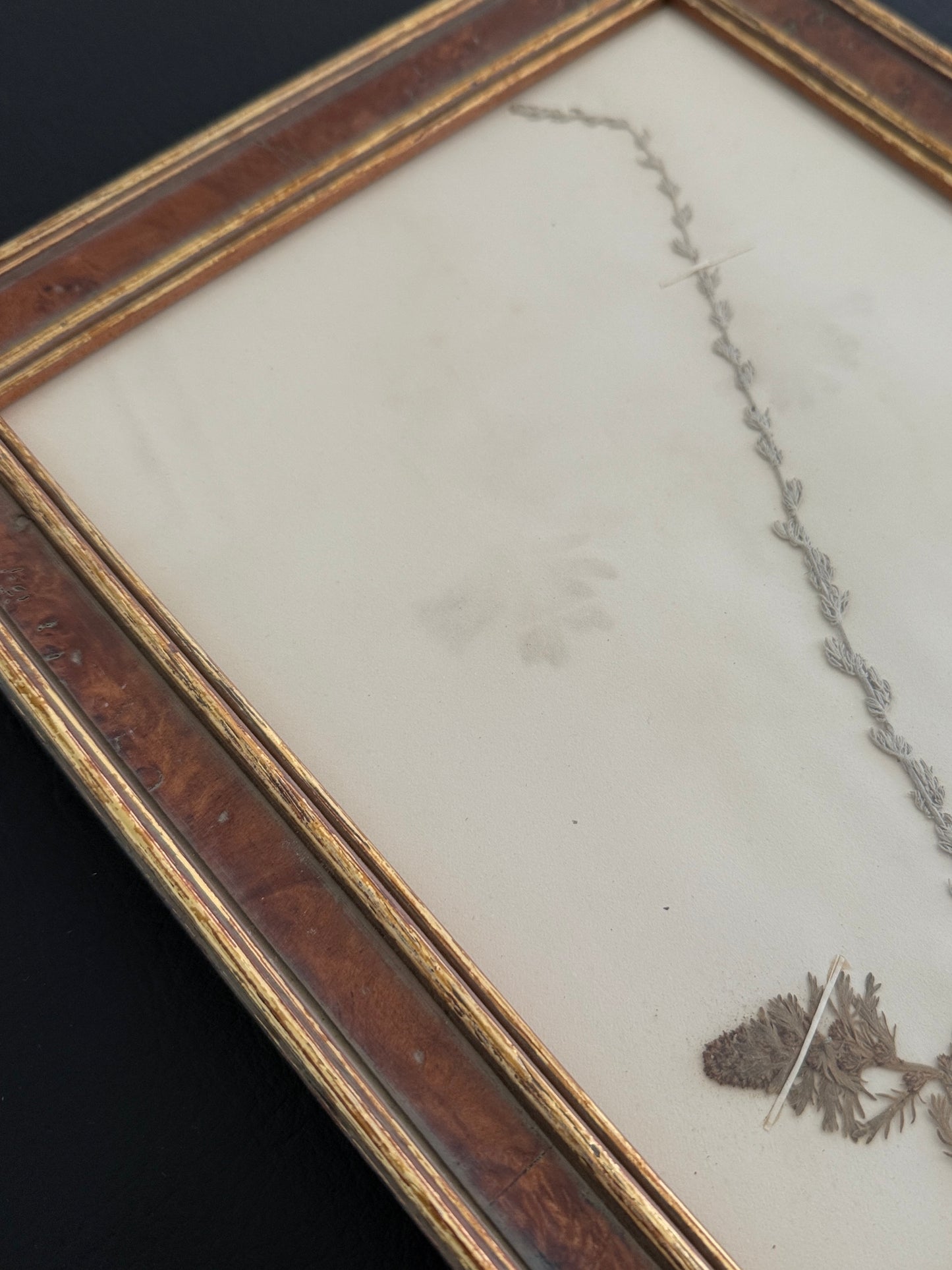 Framed Antique Botanical – Artemisia Specimen (1863)