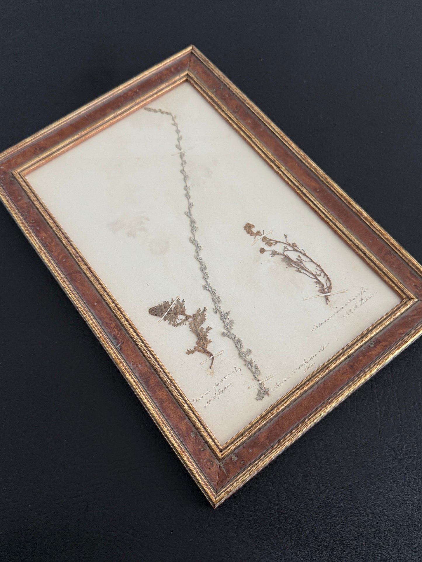 Framed Antique Botanical – Artemisia Specimen (1863)