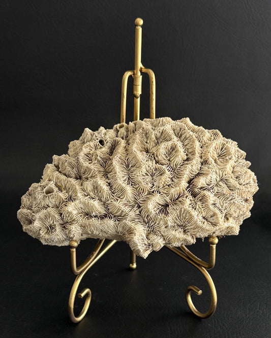 Petrified Coral Specimen on Adjustable Metal Stand