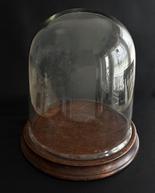 Large Antique Glass Cloche with Wooden Base — The Scholar’s Table