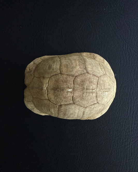 Vintage Turtle Shell — Natural History Specimen